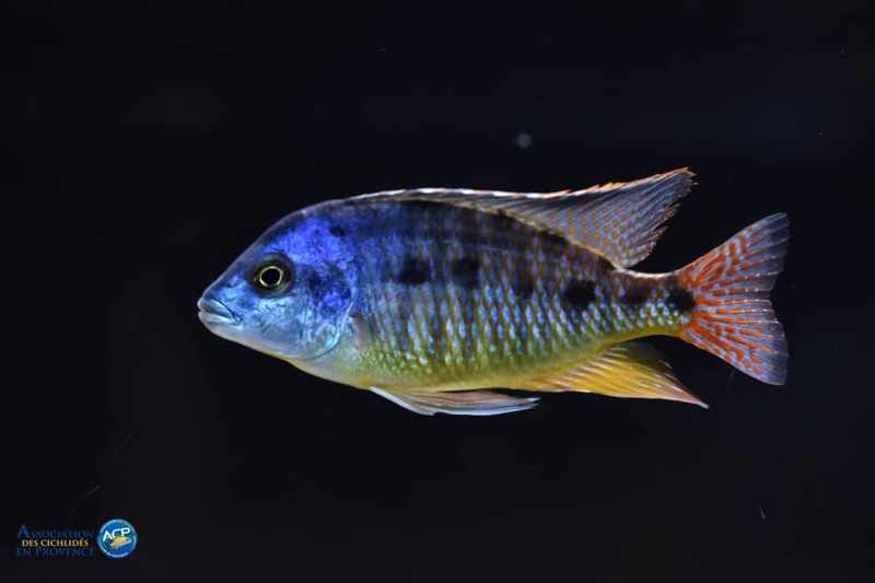 Protomelas virgatus 'Namalenje Island'